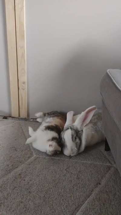 Time for some after lunch cuddles!