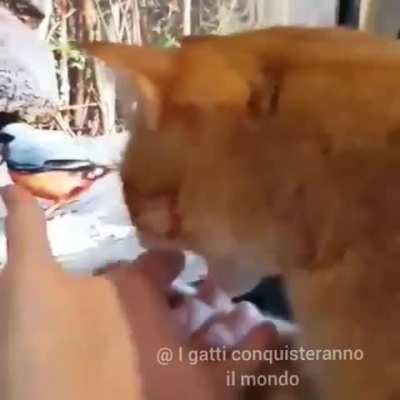 Catching a bird