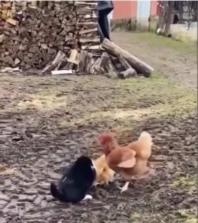 Разборки из за цыпочки