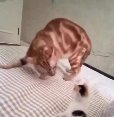 Orange cat turns into a loaf of bread