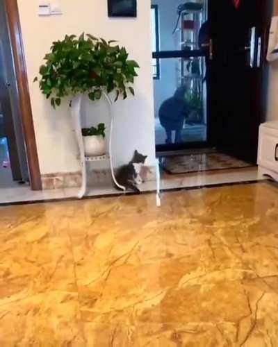 To scare his doggo brother