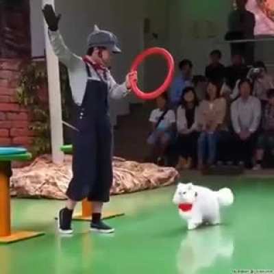 😺