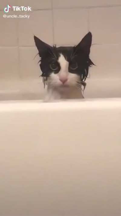 Cat&rsquo;s 1000th bath...