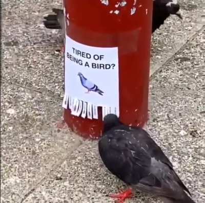 Birds are on strike 📛