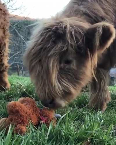 Small cows find an even smaller cow