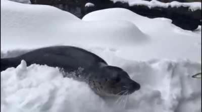 The Oregon Zoo had to close due to heavy snow, but some of the residents didn&rsquo;t seem to mind the weather.