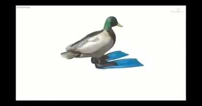 Pato