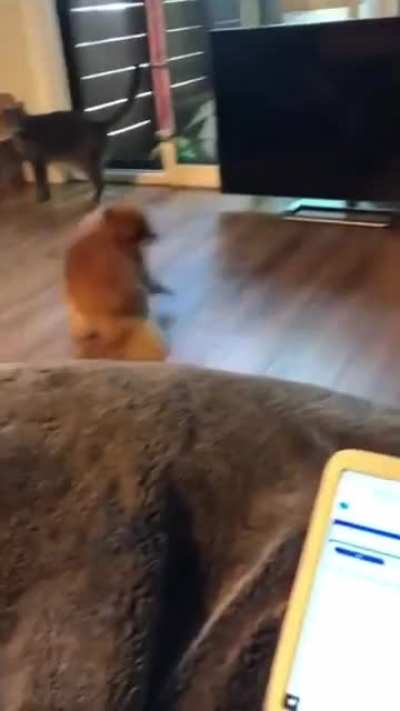 Where is the ball
