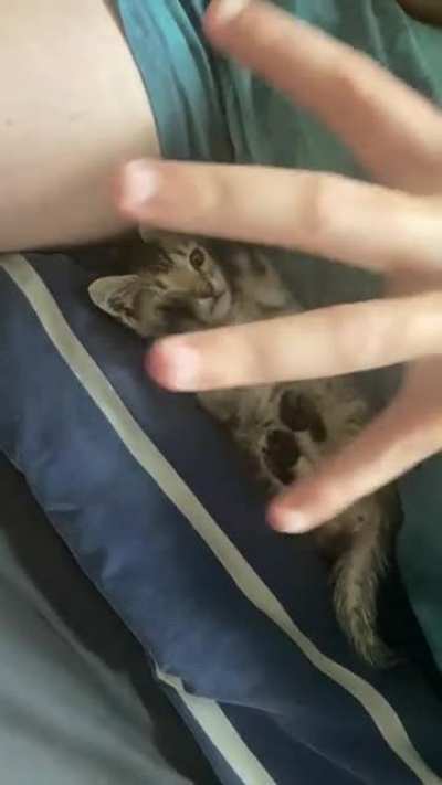 My brother didn’t want me to get a kitten. Look at them now :) best friends