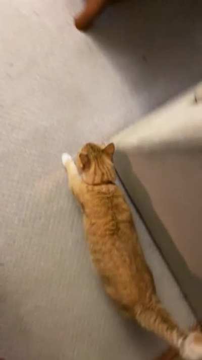 Charlie and I converse near his food bowl about whether he needs more food.