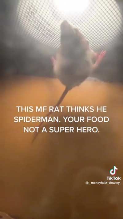 From the makers of Spider-Pig, I present, Spider-Rat!!!!