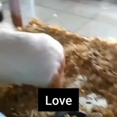 hamsters