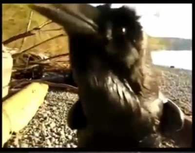 Raven speaking and trying to communicate with human.