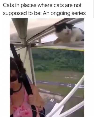 Cat 😳😳😳