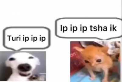 turi ip ip ip