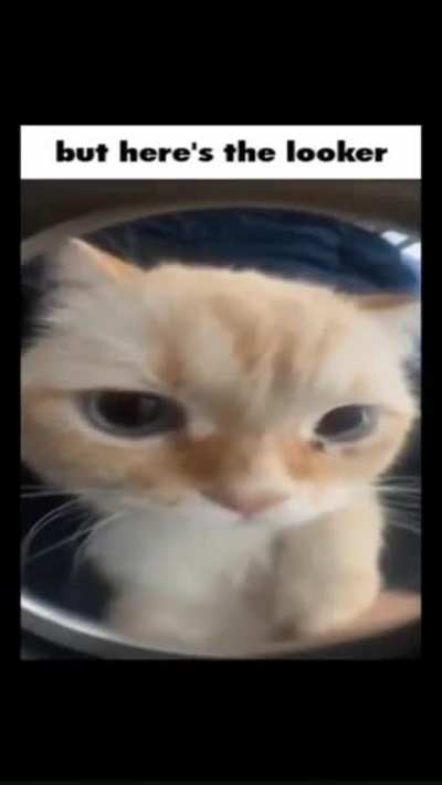 Catto