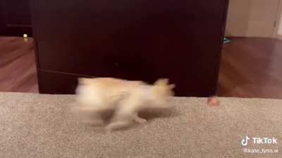 &ldquo;Dogs need a yard to get enough exercise&rdquo;