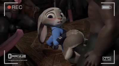 The lucky bunny (Operculum)