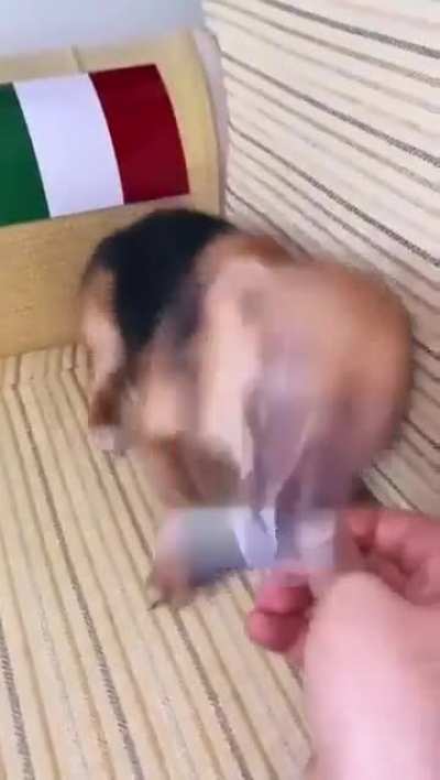 the dog knows Putin is always watching