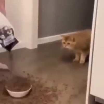 scaredy cat
