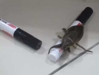 Getting himself a female bug