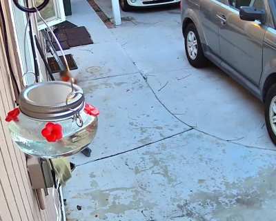 It’s the 1 year anniversary of the time a hummingbird threw a tantrum, kicked my feeder, and cursed me out via security camera.