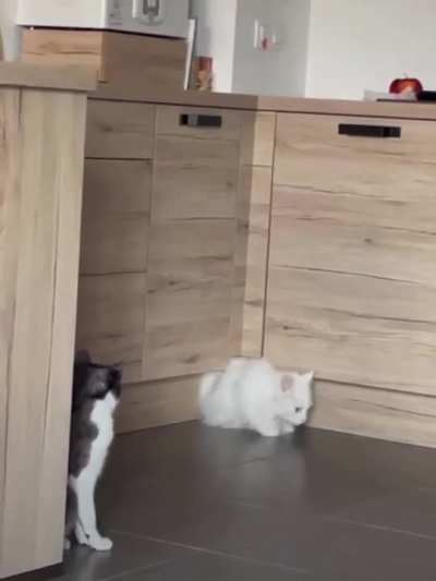 Cats are liquid
