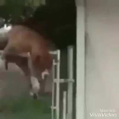 xd