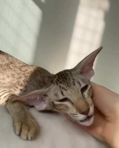 Котик