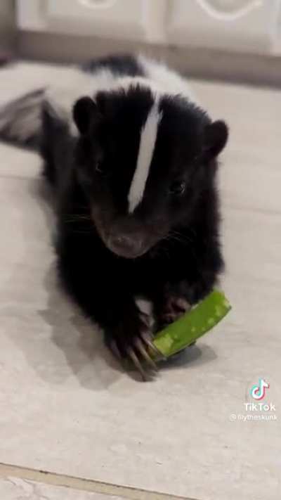 Skunk in hiding