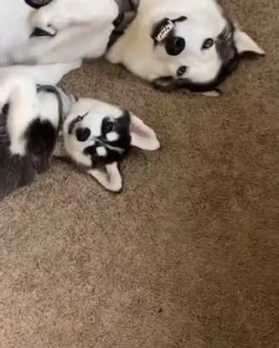 &ldquo;...and this is how we derp&rdquo;