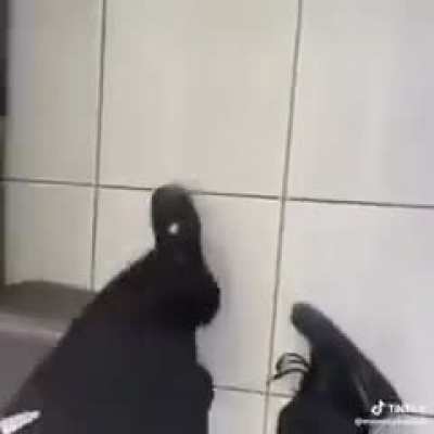 olha o caminhar do elemento