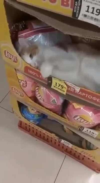 A cat that helps you save money