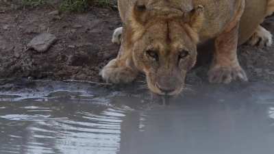 Territorial tortoise doesn't want to share its water hole with a pair of lions