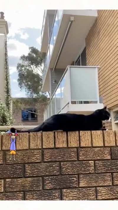 My mate Boris trying to catch a cat