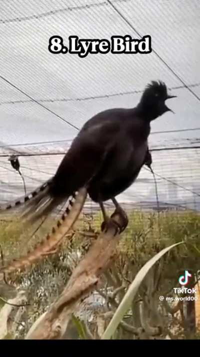 Losercity birds