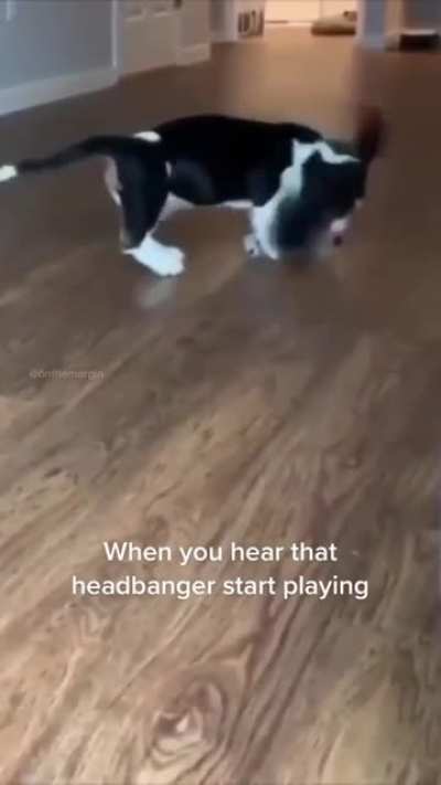 A bassist hound
