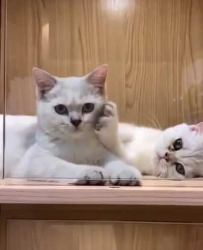 boops