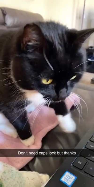 My cat trying to help me work from home.