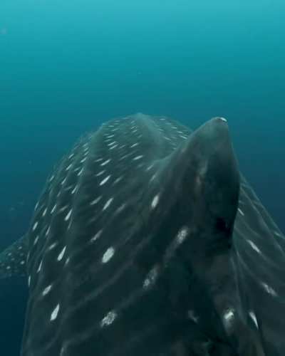 Swimming into the abyss