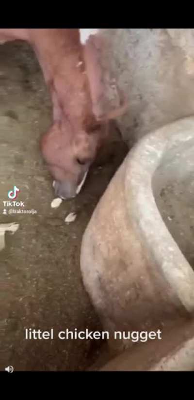 @traktorolja my tiktok. "Let nature be nature"