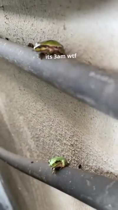frogs