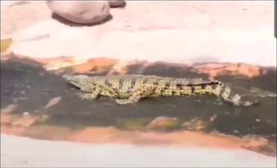 🌊🐊