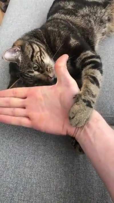 My cat&rsquo;s version of the snoot challenge