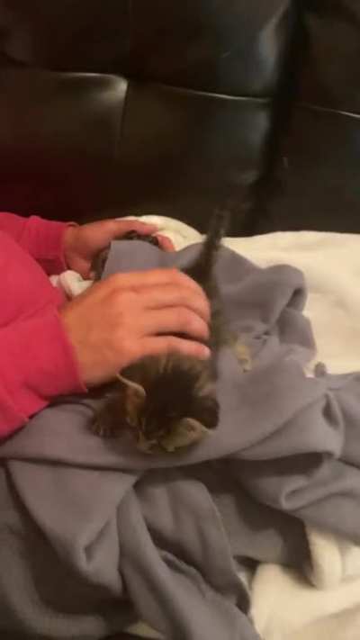 Our five week old rescue ! She was found all alone in the woods with no siblings or mom around. My rescue has taken her in and she&rsquo;s now living her best life! Meet Carly !