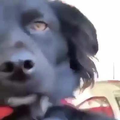 🐶