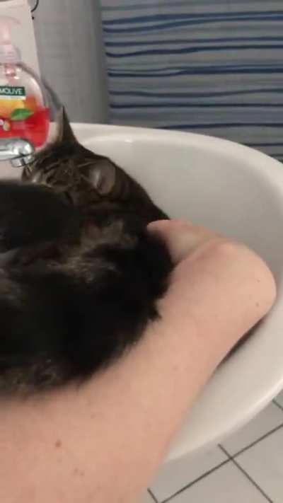 Finley is a very demanding cat.