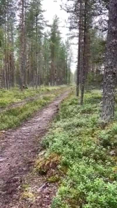 А Вы зайца не видели?