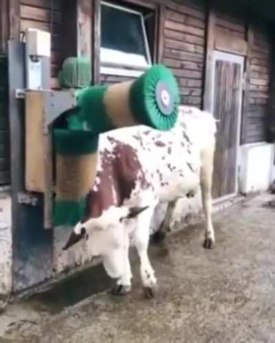 How can a cow enjoy a massage but have "no feelings"? You go girl