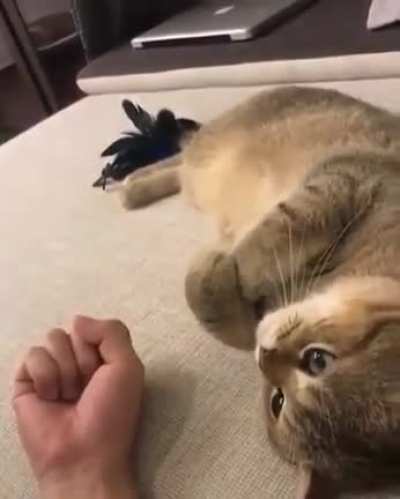 Do that thing you do with your paws